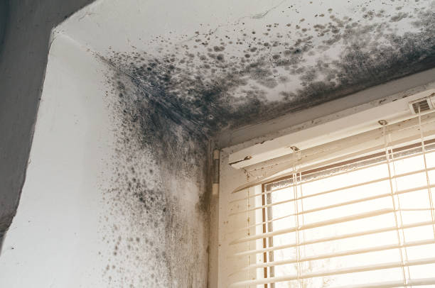 Affordable Hvac And Air Duct Mold Remediation solutions in Jacksonville, NC
